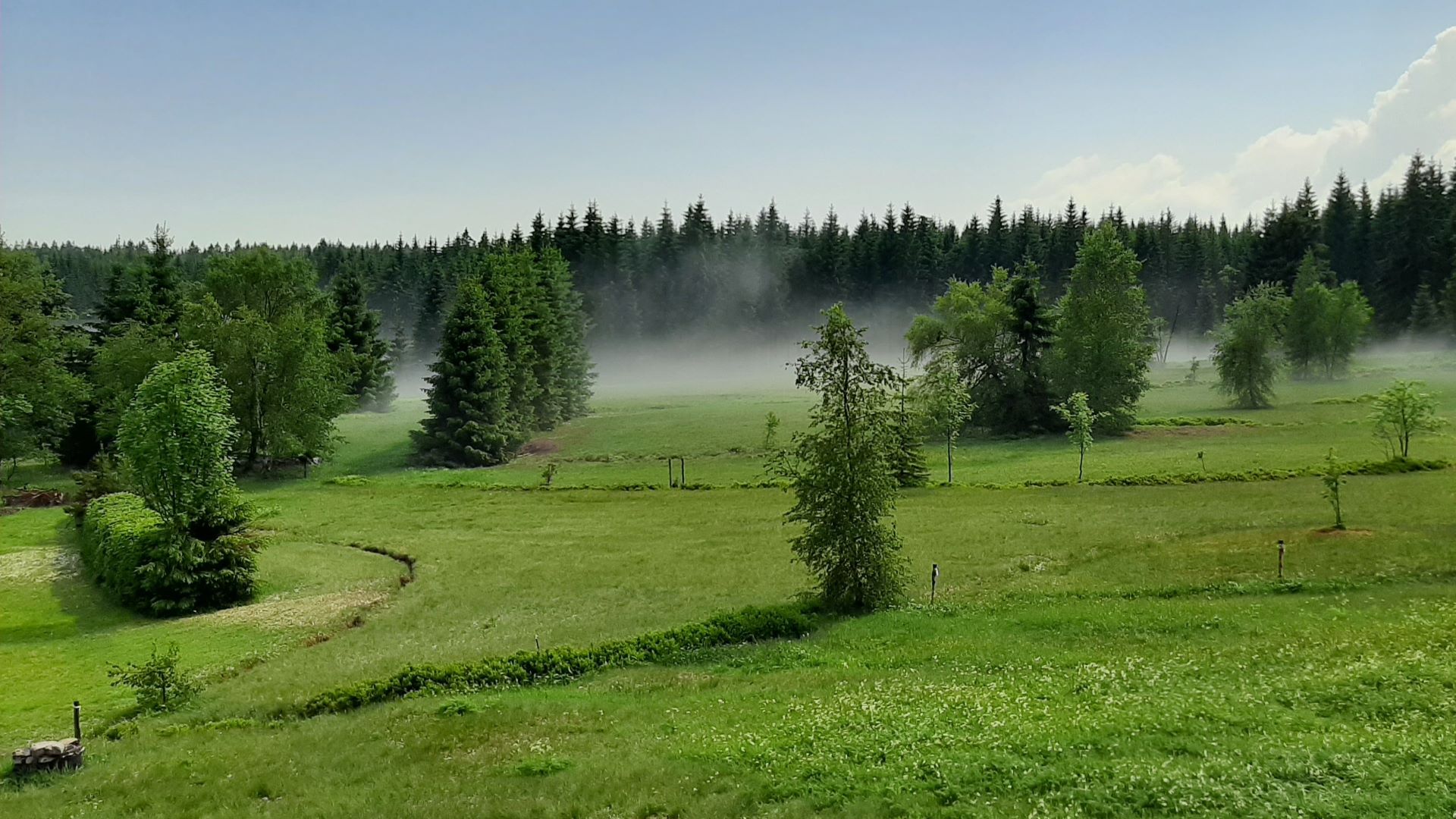 Wildkräuterwiesen im Erzgebirge