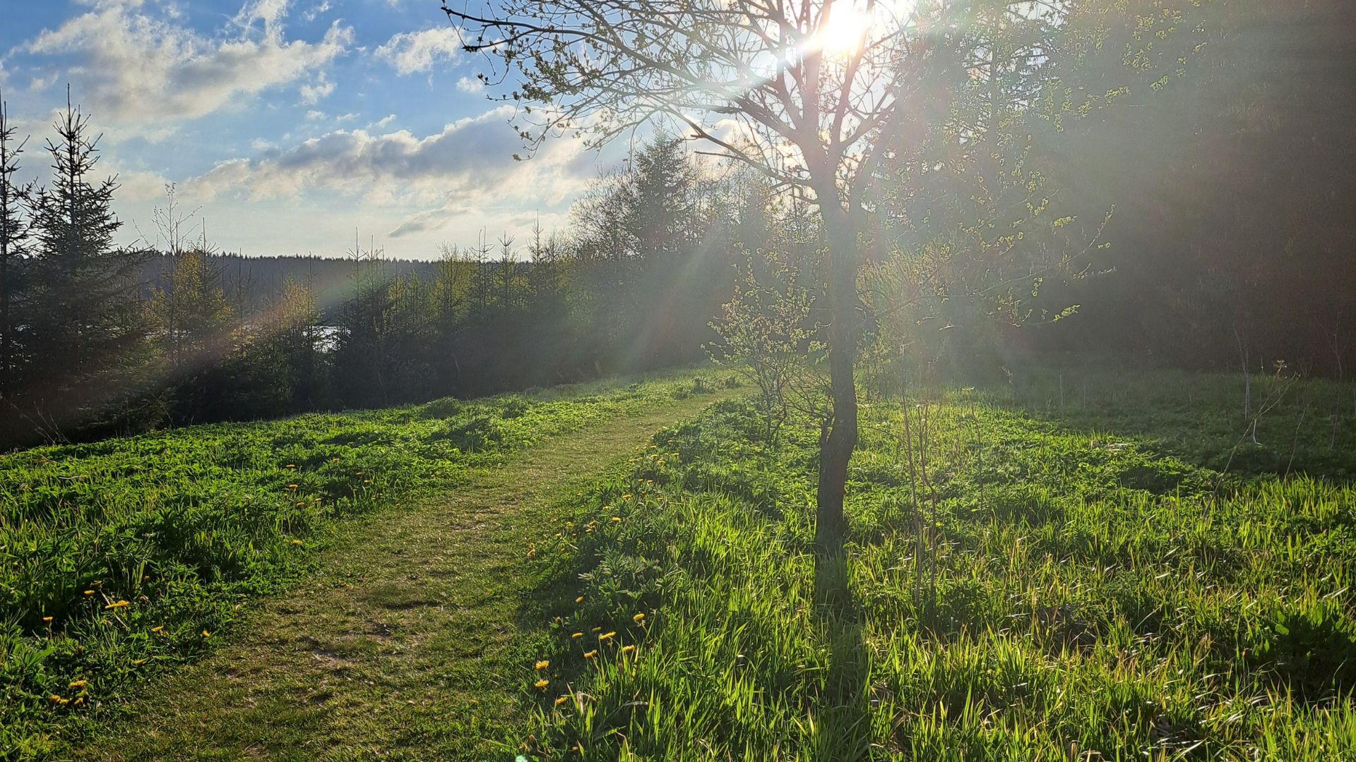 Wanderweg im Erzgebirge