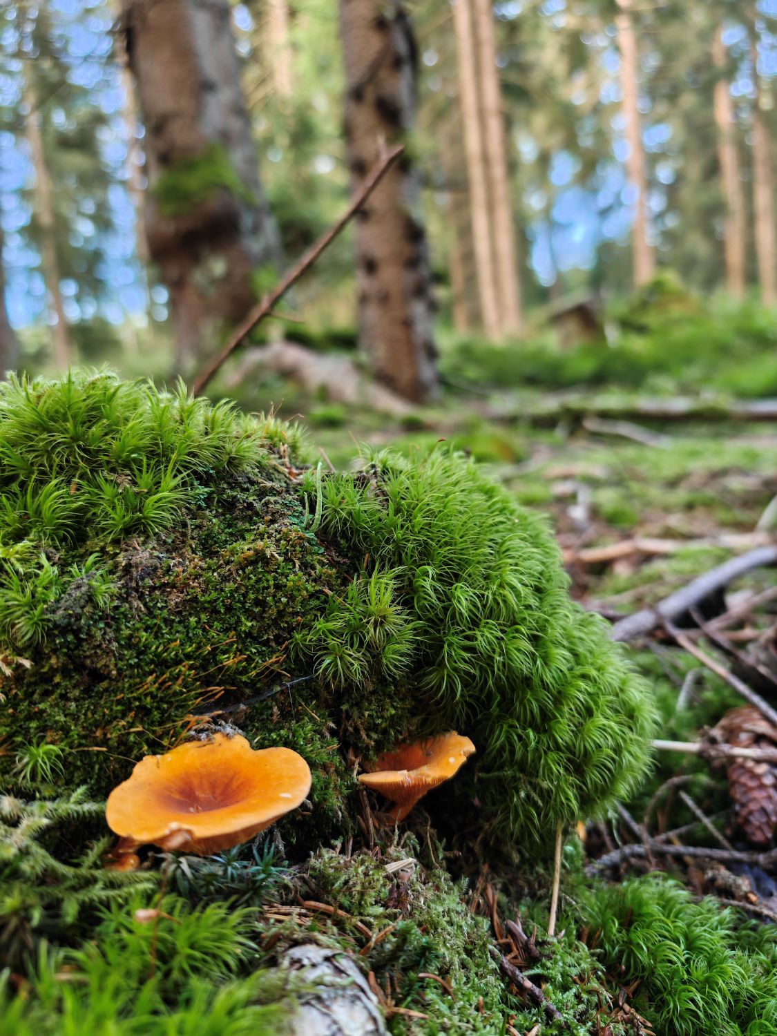 Am Wald in Weitersglashütte